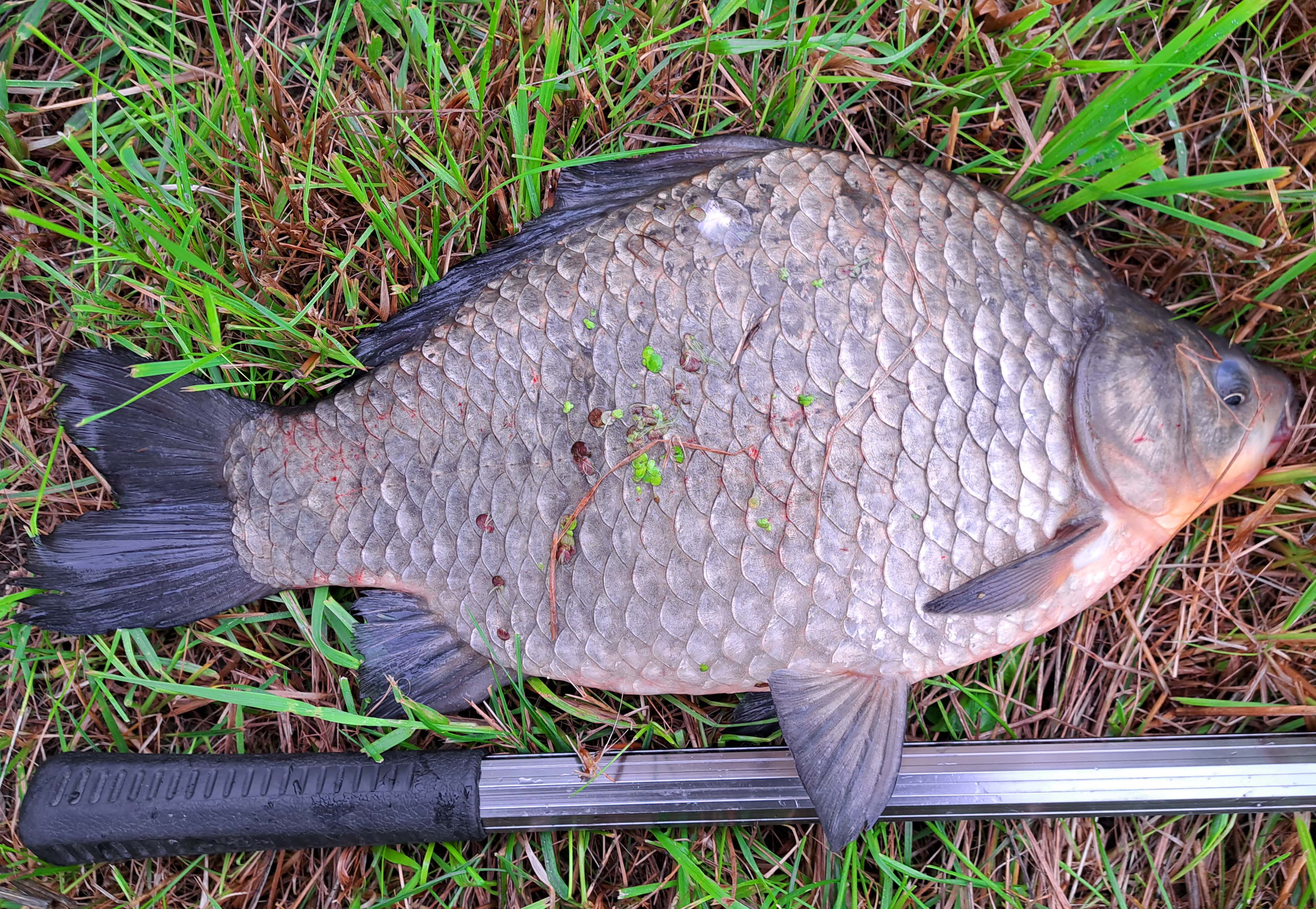 K-H Petschner Karausche 44 cm 1450 g Altmühl